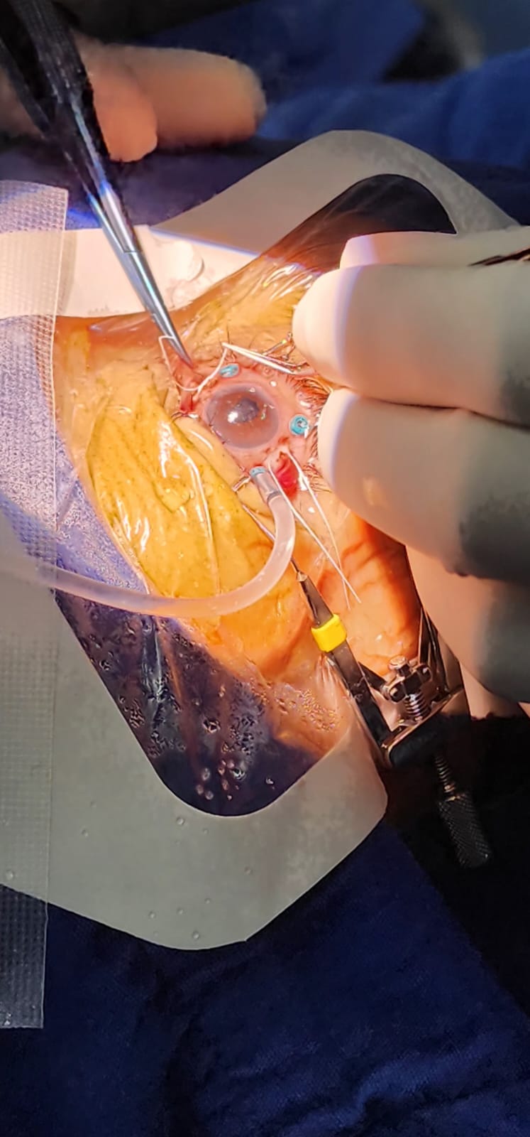 Imagen 5